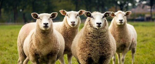 CAN I WEAR SOCKS WITH SHEEPSKIN SLIPPERS OR BOOTS