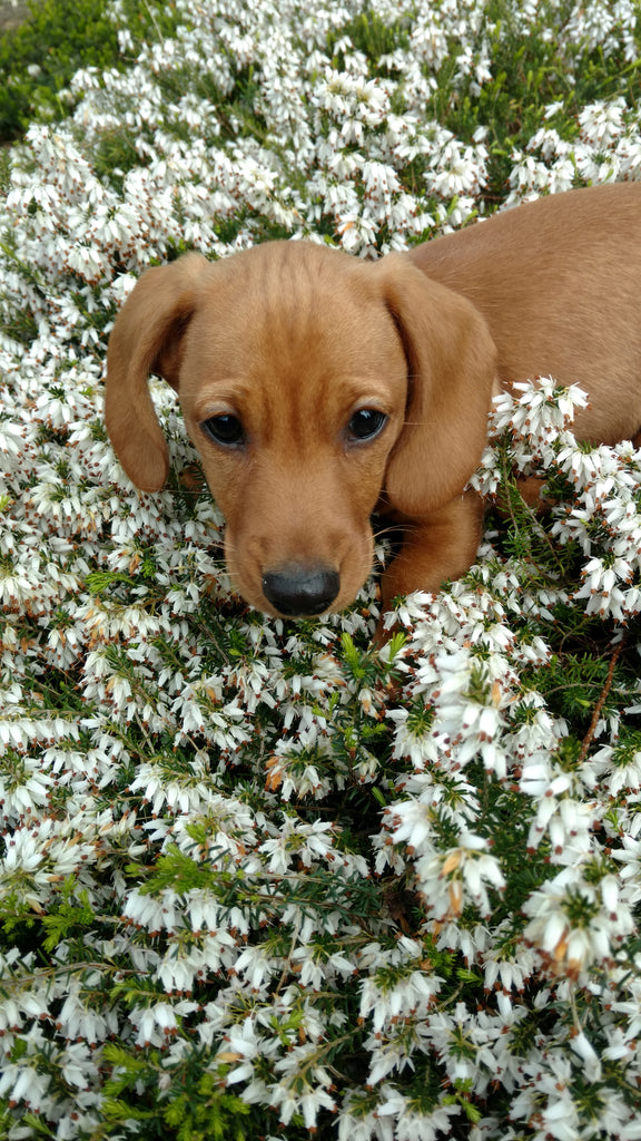 How to deter your dogs from chewing your shoes