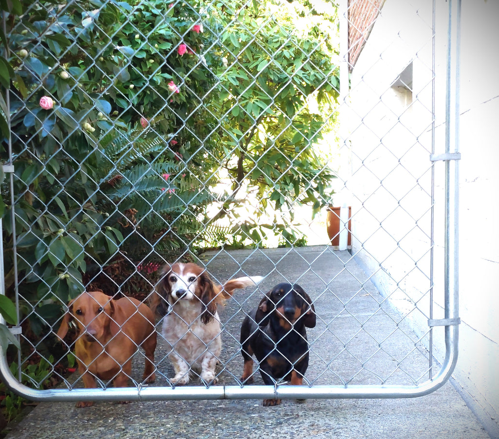 Hot Dog, Summer is almost here!