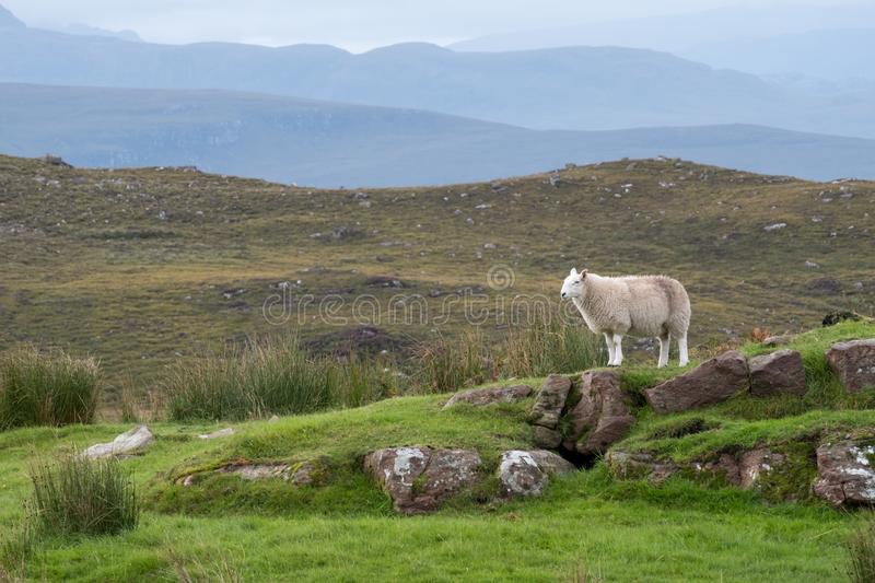 What are the Best Slippers for Sweaty Feet?