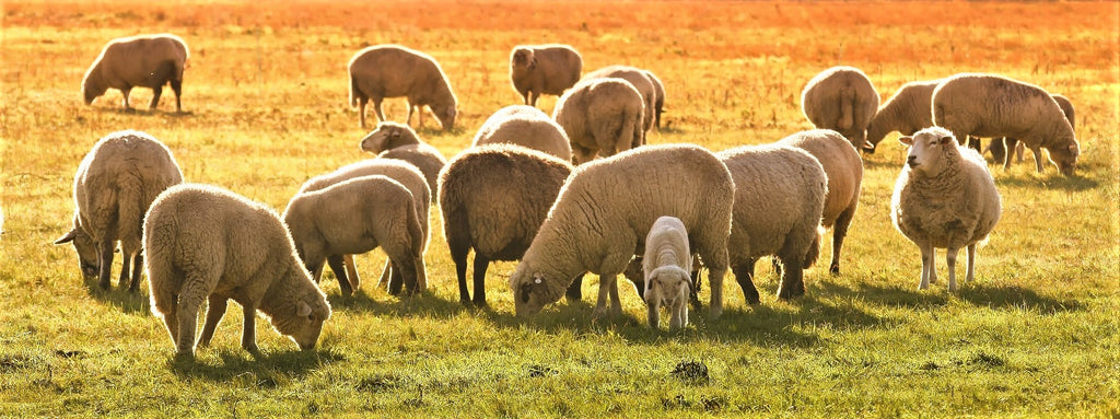 5 Benefits of Sheepskin Slippers