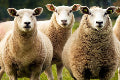 Sheepskin and Alpaca
