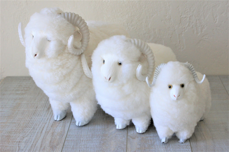 Sheepskin Ram